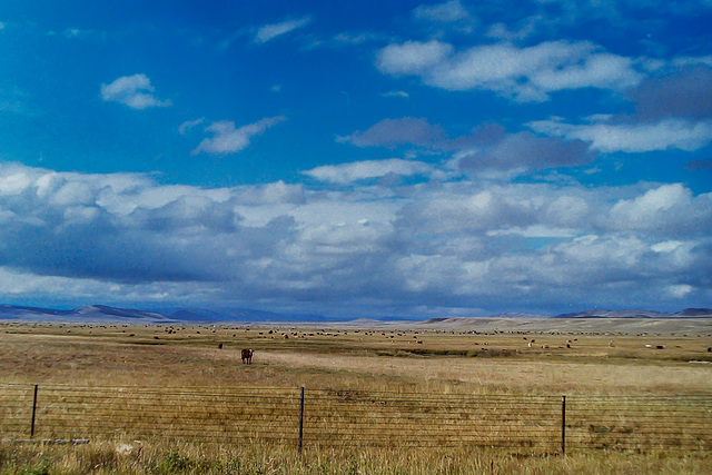 Range Cattle - Stock Photo ;-)