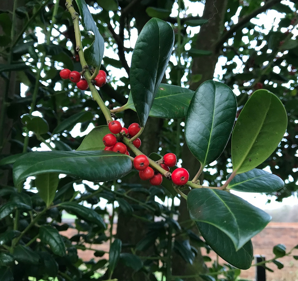 Winter Berries