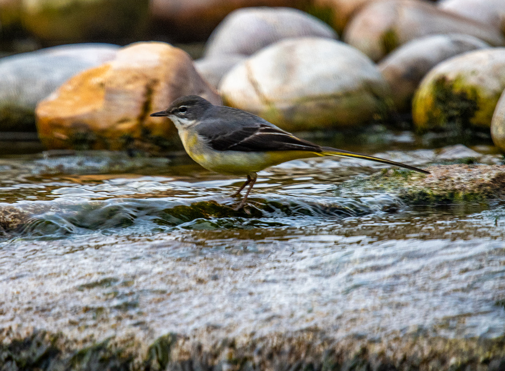 Grey wagtail