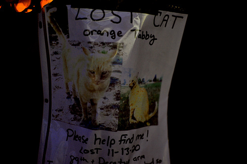 lost cat