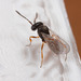 IMG 0757 Wasp