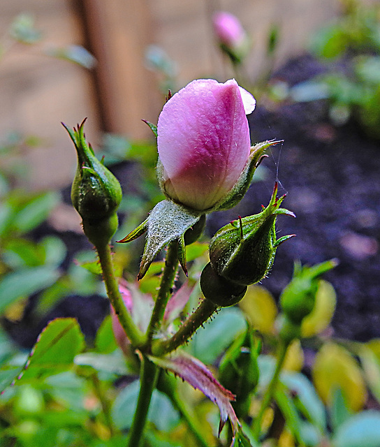 20221020 1857CPw [D~LIP] Zwergrose (Rosa 'Kordes Sternenhimmel'), Bad Salzuflen