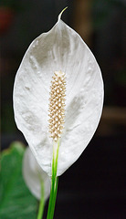 peace lilly