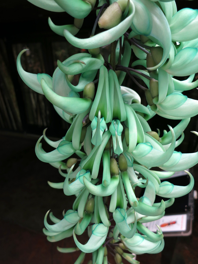Huntington Gardens (0271)