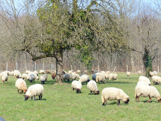 Transhumance du 15 mars 2016