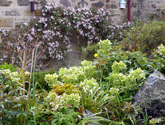 Spring colours in the Courtyard
