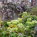 Spring colours in the Courtyard