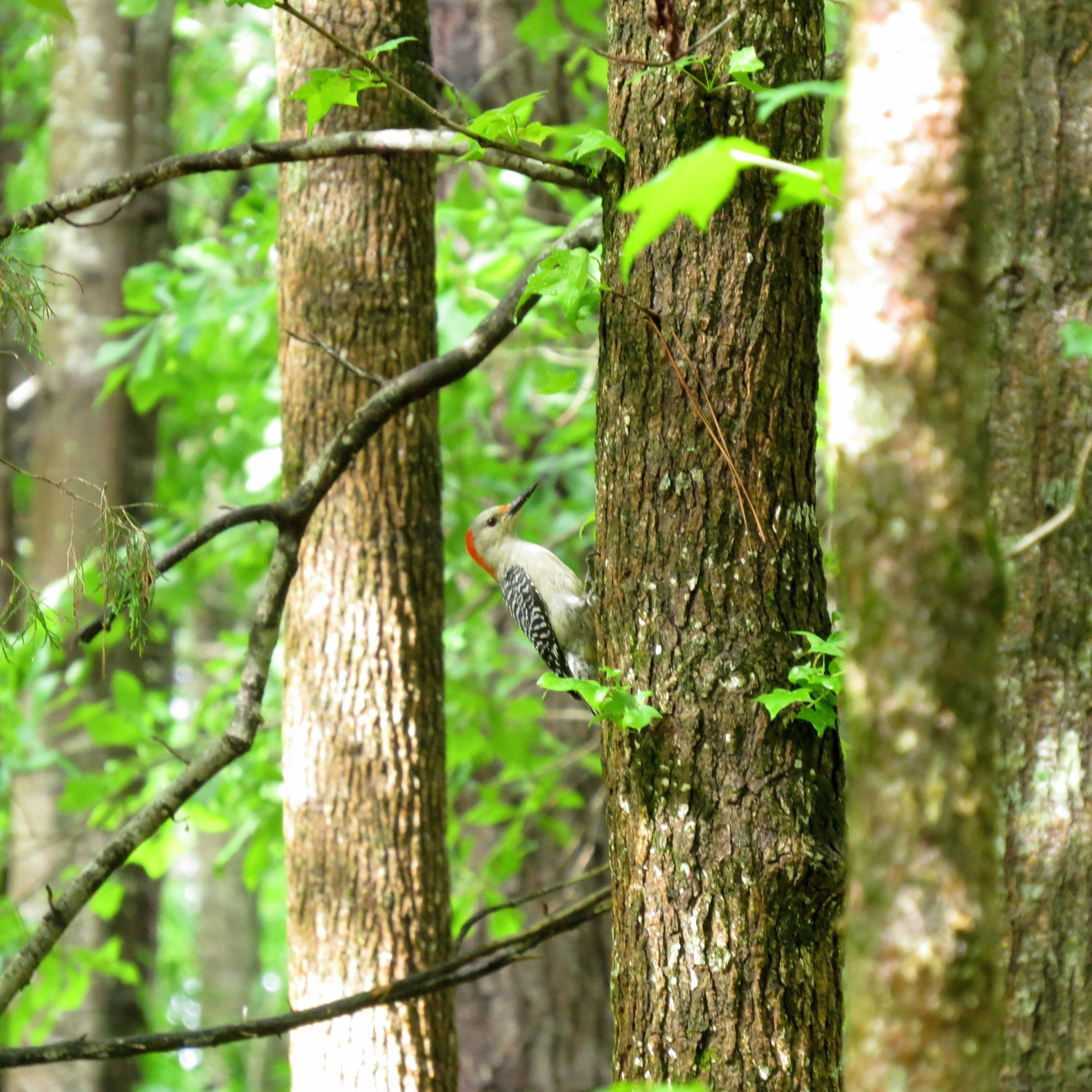 Red-bellied woodpecker