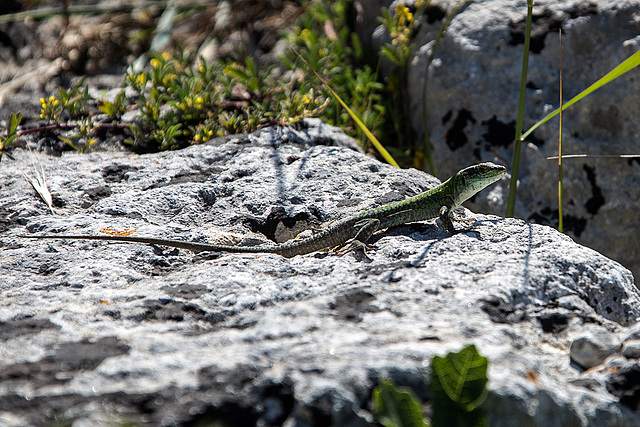 20160328 0670VRAw [I] Eidechse, Archeologischer Park, Syrakus, Sizilien