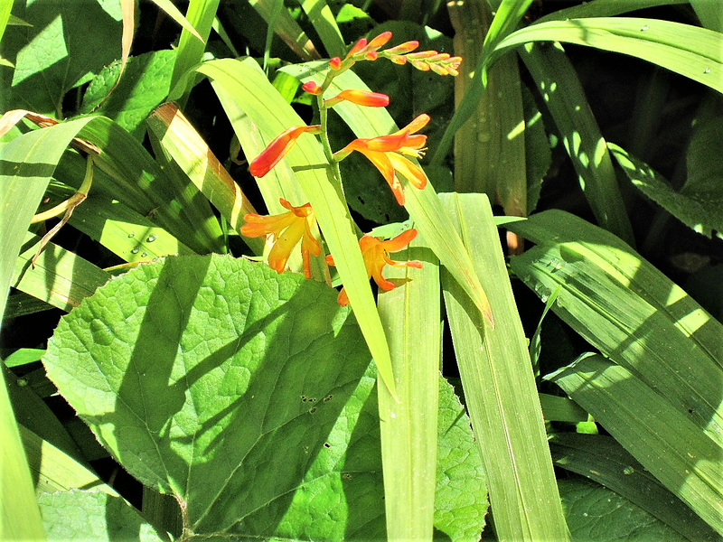 Mombretia out about 3 months too early