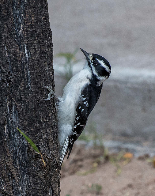 Woodpecker4