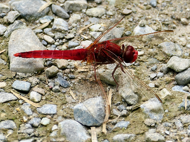 Feuerlibelle