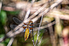 Broad-bodied Chaser-DSZ2894