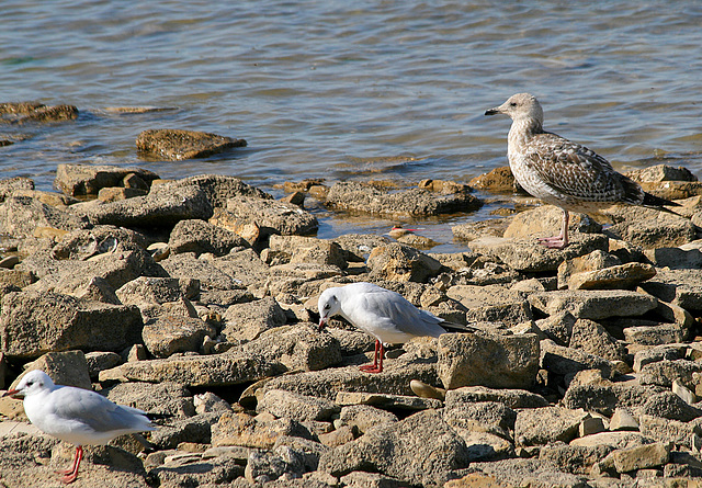 Tourne pierre à collier (Ile de Ré France)