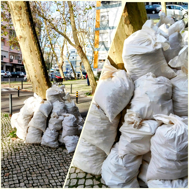 It seems the rubble sacks don't leave the eucalyptus left