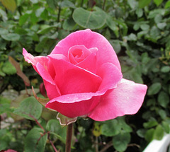 Une rose pour vous**************