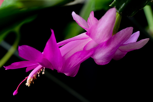 Christmas Cactus