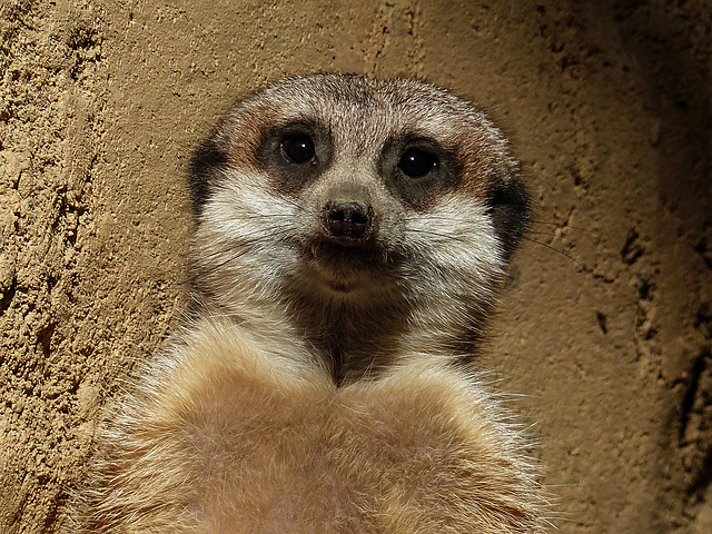 Meerkat on guard