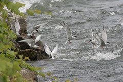 sterne pierregarin / common tern