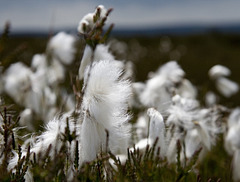 Howdale Moor Cotton grass 2