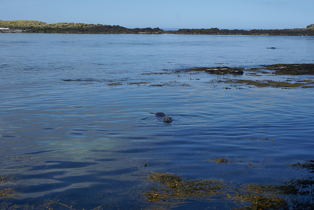 oaw - seal watcher