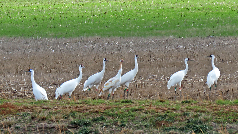 Whooping Cranes