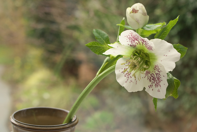 Hellebore, Spring 2018