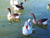 un agréable après midi passé avec les oies et canards !