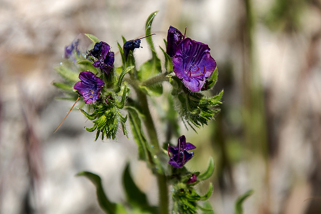 20160328 0671VRAw [I] Glockenblume, Archeologischer Park, Syrakus, Sizilien