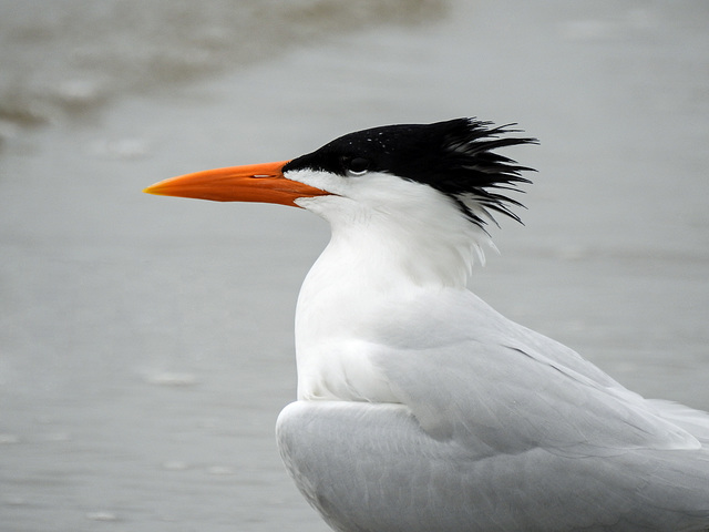 Day 4, Royal Tern, Mustang Island