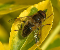 Hoverfly