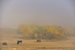 curious cattle in a fog