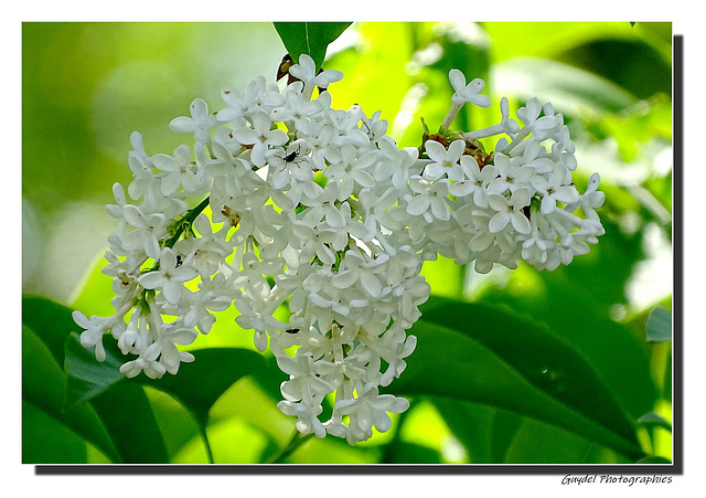 Lilas Blanc