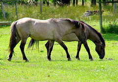 Konik Pferde