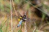 Broad-bodied Chaser-DSZ3129