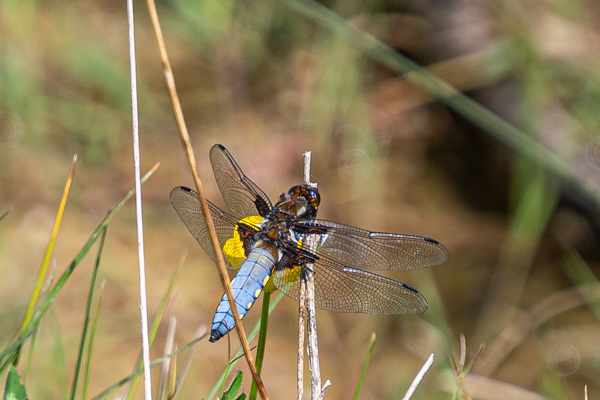 Broad-bodied Chaser-DSZ3129