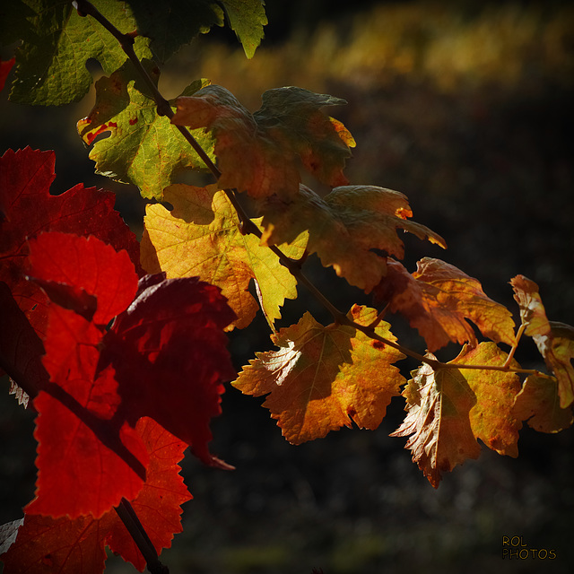 Automne charmeur