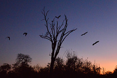 Nightfall with birds.