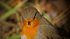 Das Rotkelchen beim Fotoshooting :)) The robin at the photo shoot :))  Le rouge-gorge lors de la séance photo :))