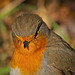 Das Rotkelchen beim Fotoshooting :)) The robin at the photo shoot :))  Le rouge-gorge lors de la séance photo :))