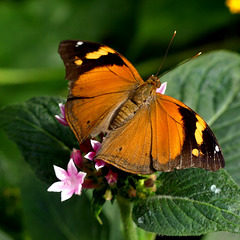 Terra Botanica