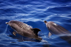 free dolphin's