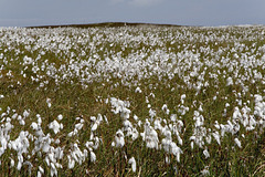 Howdale Moor Cotton grass 1
