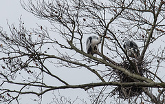 20160303 0124VRAw [D~BI] Graureiher (Ardea cinerea), Tierpark Olderdissen, Bielefeld