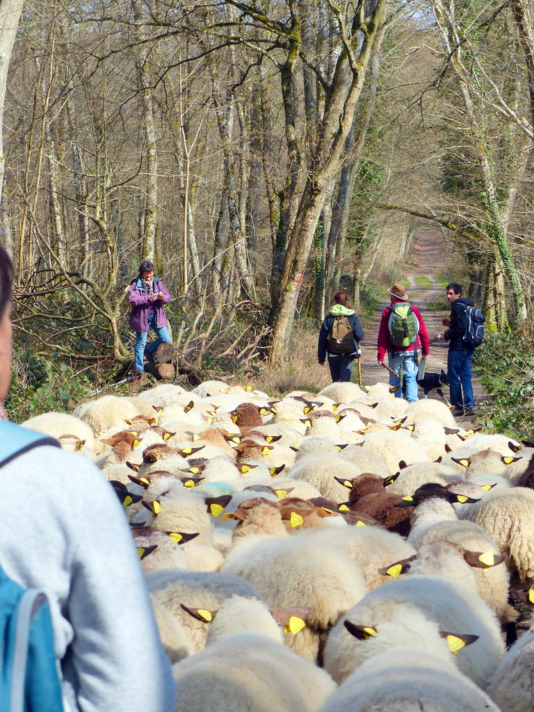 Transhumance du 15 mars 2016
