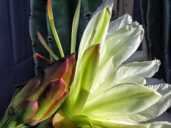 An October Cactus Bloom