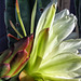 An October Cactus Bloom