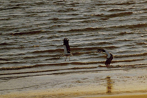 Nordsee-Störche vor Wyk