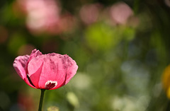 Pink Poppy