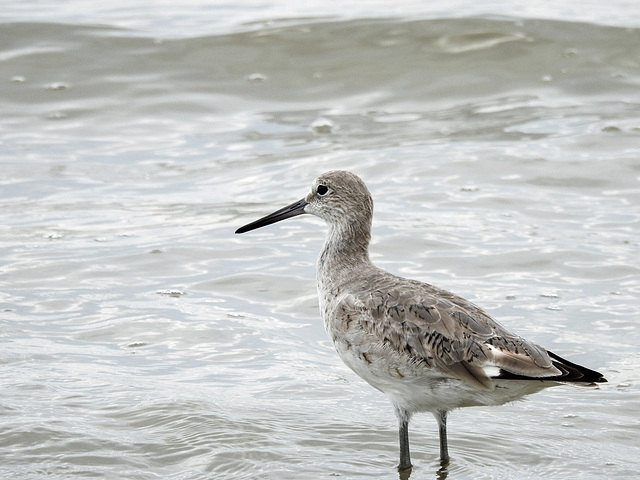 Day 4, Willet, Mustang Island State Park